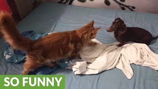 Maine Coon challenges Dachshund for king of the bed [upl. by Gniw]