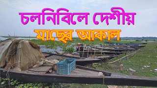 Fish appetite in Chalonbi। চলনবিলে মাছের আকাল [upl. by Dranel]