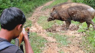 BERBURU BABI HUTAN JUMBO KEBALMUSANG DAN KALONG‼️BERBURU SIANG DAN MALAM [upl. by Leaper]