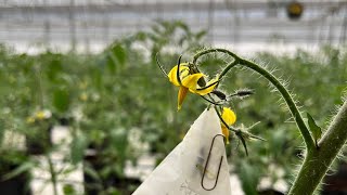 Emasculación y polinización en Tomate [upl. by Deirdre]