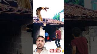 FUNNY SSNAKE VIDEO 😍shorts vfx funny [upl. by Eilyah]