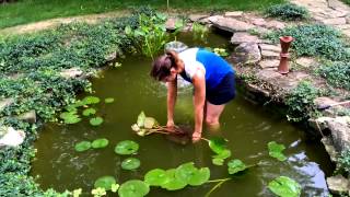 Adding a water lily to your pond [upl. by Demmer]