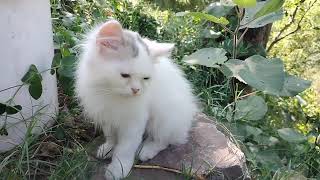 Removing a botfly larvae from cats kittens nose neck eyes [upl. by Eirameinna]