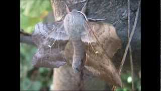 Poplar Hawk Moth Laothoe populi [upl. by Duaner]