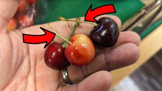 How to pick sweet juicy cherries  3 secret tips [upl. by Drobman]