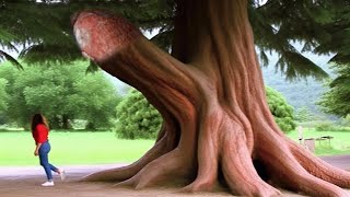 Les 20 arbres les plus insolites du monde [upl. by Enneles554]