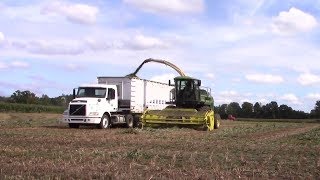 Mackenzie Vlogs while Chopping Sorghum [upl. by Ahsieat]