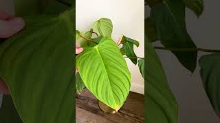 Want a Philodendron With Big Leaves Buy These Varieties [upl. by Dadivitan520]