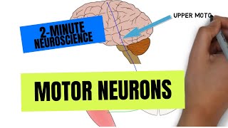 2Minute Neuroscience Motor Neurons [upl. by Rosaline]