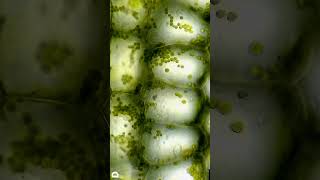 Plant cells under microscope [upl. by Malory]