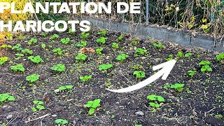 Je plante des haricots potager [upl. by Dawaj498]