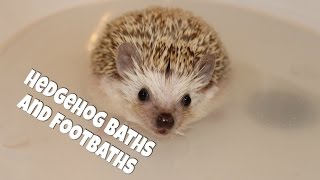 Hedgehog Care Baths and Footbaths 2014 [upl. by Angelico]