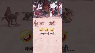 kabaddi kabaddi kabaddi new funny comedy monkey animals memes dubbing game ytshorts [upl. by Sherurd150]