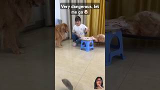 Dog got angry emotional scene 😞 let me go 🐶viral shorts dog goldenretriever [upl. by Biles]