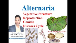 Alternaria solani life cycle early blight of potato symptoms mycelium conidia diseases cycle [upl. by Elohcin]