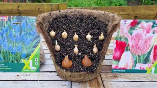 A guide to garden bulbs for beginners [upl. by Muryh]