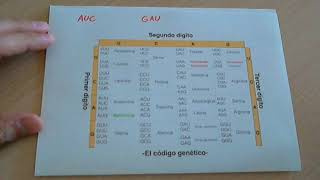 El código genético nucleótidos y aminoácidos [upl. by Eutnoj]