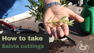 How to take and propagate salvias from cuttings EP177  5 Minute Friday [upl. by Rafaela]