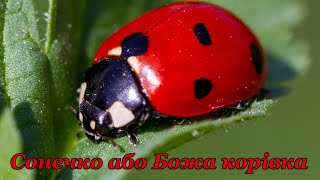 Жук Сонечко або Божа корівка Coccinellidae Latreille  комаха родом з дитинства [upl. by Eux923]