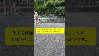 猟犬見習いシノブにご褒美として獲れたて新鮮なイノシシの生肉をひたすら与え続けた結果… shorts [upl. by Suzzy]