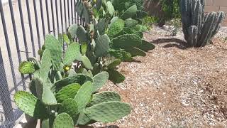 How to Grow Prickly Pear Nopales Cactus [upl. by Nauqat]