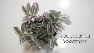 TRADESCANTIA SWEETNESSRepotting And Care Tips [upl. by Asaert45]