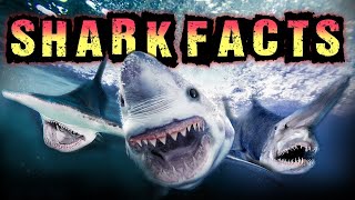 Shark Facts [upl. by Airtap]