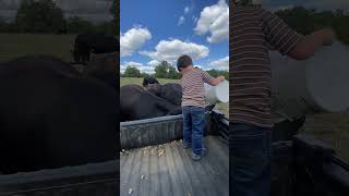 Beautiful Day To Feed The Cowsshorts shshortvideo cow cowvideos cows farmer farm trending [upl. by Wilie799]