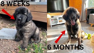 Leonberger puppy growth from 8 weeks to 6 months [upl. by Close]