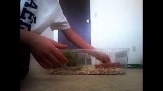 How to clean your leopard geckos cage [upl. by Nichola]