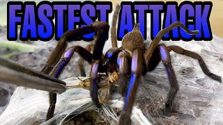 ELECTRIC BLUE TARANTULA TELEPORTS TOWARDS ME TARANTULA FEEDING VIDEO [upl. by Nevi159]