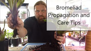 Bromeliad Propagation and Care [upl. by Linetta741]