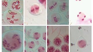 MEIOTIC CELL DIVISION STAGES OF Allium cepa L ONION [upl. by Ellevart744]