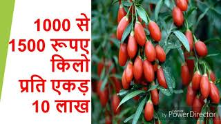 Goji berry plant farming महंगा और रसीला फल गोजी बेरी की खेती wolfberry [upl. by Esiuolyram]