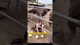 🤯Dont Mess With Ostrich  Malayalam  മലയാളം  facts shorts trending ytshorts youtubeshorts [upl. by Welbie]