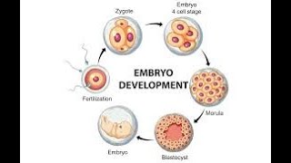 Embryological Stages [upl. by Adnema1]