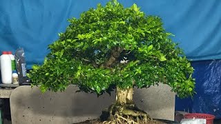 Bonsai Cây Cảnh 611 GL LH0889244699 [upl. by Odlanra]