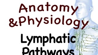 Lymphatic System  Lymphatic Pathways Of The Lymphatic System 1502 [upl. by Neerroc851]