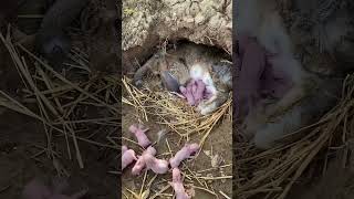 Rabbit give birth to many baby  rabbit give birth rabbit viralshort cartoon [upl. by Oman]