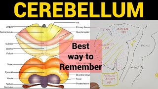 Cerebellum 1  Anatomy amp Physiology [upl. by Adlaremse]