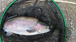 Trout Fishing at South shore pond Lake Camanche [upl. by Ahrat676]