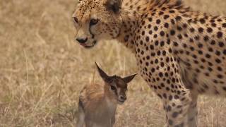 Shaky Video Cheetah playing with baby gazelle before eating it [upl. by Yseulta900]