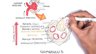 Nephrotic Syndrome  Types and pathology histology [upl. by Anear]