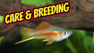 Swordtail Care and Breeding Guide [upl. by Trela]