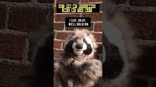 Get Rid of Raccoons Joke of the Day shorts [upl. by Shue]