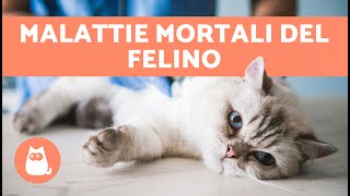 LE 7 MALATTIE PIÙ LETALI nei GATTI 🐱⚠️ Malattie Feline [upl. by Romelle]