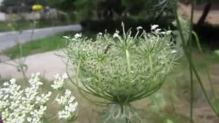 Morcov sălbatic Daucus carota [upl. by Parrnell]