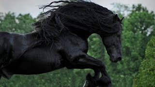 WATCH AND BE CAPTIVATED FRIESIAN STALLION FREDERIK THE GREAT [upl. by Ennaeed]