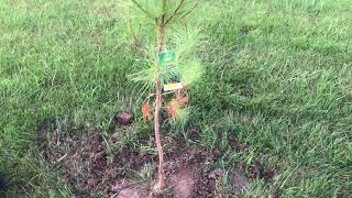 Loblolly Pine Tree Video amp Information [upl. by Arrais]