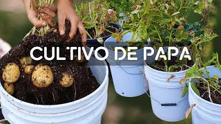 Cómo cultivar papa en casa con poco espaciocultivo desde la siembra hasta la cosecha [upl. by Gates698]